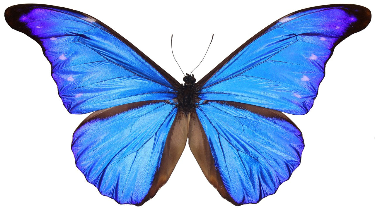 TRUE BRAVE Custom Subliminal Artwork | Reprogram Your Mind. Transform Your Life.