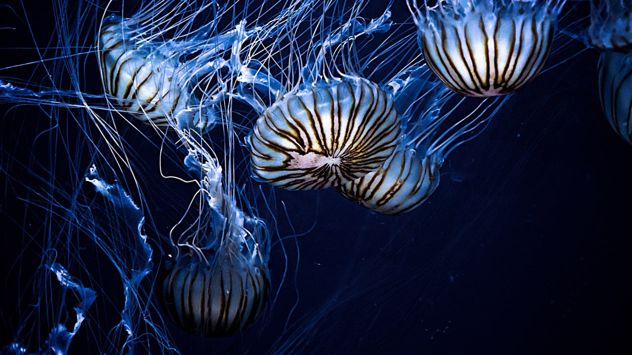 TRUE BRAVE Custom Subliminal Artwork | Reprogram Your Mind. Transform Your Life.